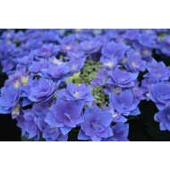 Гортензия Hydrangea Feather Blue