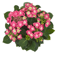 Гортензия Hydrangea Flame Hot Pink