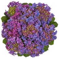 Гортензия Hydrangea Francy Blue