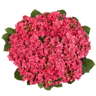 Гортензия Hydrangea Francy Hot Pink 