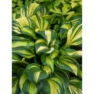 Хоста Hosta Rainbow`s End