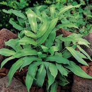 Папоротник Dryopteris Sieboldii