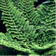 Папоротник Polystichum setiferum Plumoso Densum