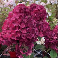 Гортензия метельчатая Hydrangea paniculata Самарская Лидия