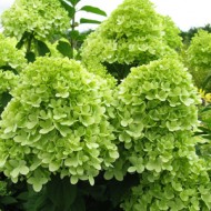 Гортензия метельчатая Hydrangea paniculata Limelight