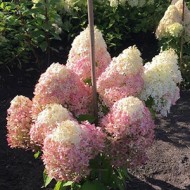 Гортензия метельчатая Hydrangea paniculata Living Royal Flower