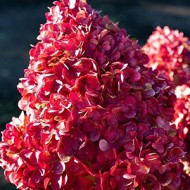 Гортензия метельчатая Hydrangea paniculata Pink and Rose