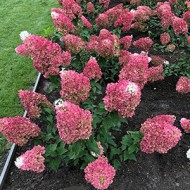 Гортензия метельчатая Hydrangea paniculata Strawberry Blossom
