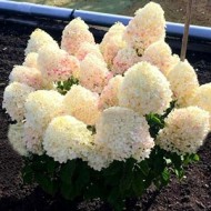 Гортензия метельчатая Hydrangea paniculata Sugar Rush