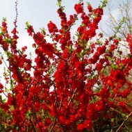 Хеномелес (Айва) Red Joy