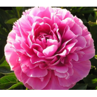Пион Paeonia Rosella