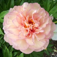 Paeonia Itoh Scrumdidleumptious