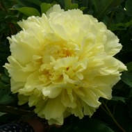 Paeonia Itoh Sonoma Halo