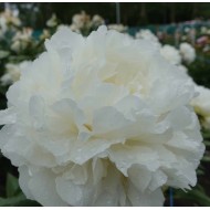 Пион Paeonia Puffed Cotton
