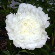 Пион Paeonia Ann Cousins 