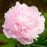 Пион Paeonia Mrs Franklin D. Roosevelt