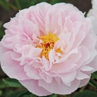 Пион Paeonia Orchid Annie