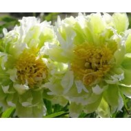Пион Paeonia Green Halo