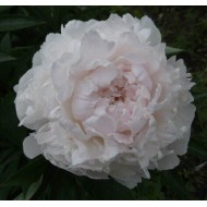 Пион Paeonia Ramona Lins