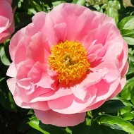 Пион Paeonia Salmon Dream