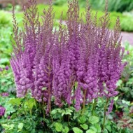 Астильба Astilbe Superba