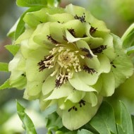 Морозник Helleborus Double Ellen Green