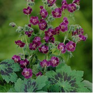 Герань Geranium Samobor