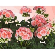 Пеларгония Pelargonium Rosebud Astrid