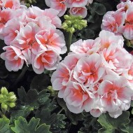 Пеларгония Pelargonium Salmon Queen