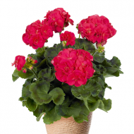 Пеларгония Pelargonium Ludo