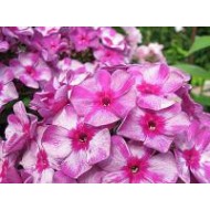 Флокс Phlox Лабиринт