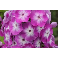 Флокс Phlox Северная Флора