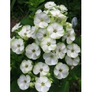 Флокс Phlox Зеленая Бусинка