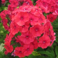 Флокс Phlox Красно Солнце