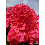 Флокс Phlox Костер