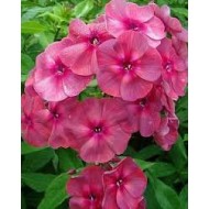 Флокс Phlox И.С.Бах