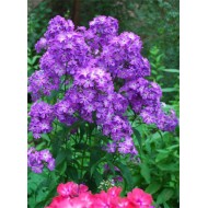 Флокс Phlox Птица Сирин