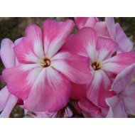 Флокс Phlox Поэма