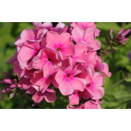 Флокс Phlox Карамель Клубничная