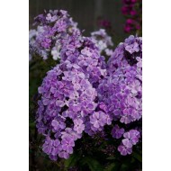 Флокс Phlox Король Шансона
