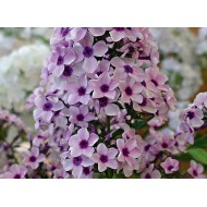 Флокс Phlox Сретинка