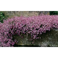Гипсофила Gypsophila repens Rosea