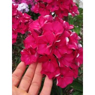Флокс Phlox Олигарх