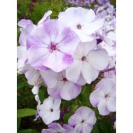 Флокс Phlox Пьеро