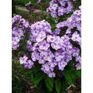 Флокс Phlox Татьянин День