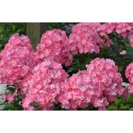 Флокс Phlox Находка