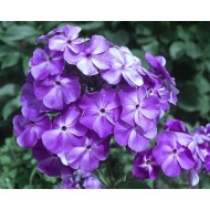 Флокс Phlox Игорь Тальков