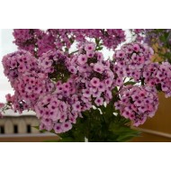 Флокс Phlox Мозаика