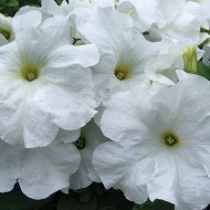 Сурфиния Grande White
