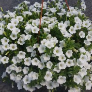 Сурфиния Table White